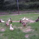 행운오리 이미지