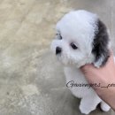 개벤져스(Gaevengers) 이미지