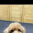 유니스펫살롱 이미지