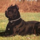 귀족동물병원 이미지