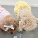 내 강아지의 봄 일산애견유치원&애견호텔 이미지