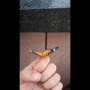 디씨에 나타난 부러진 나비 날개 수술하는 사람...jpg 이미지