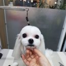 비비드그루밍 네이버블로그