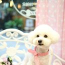 패션그루머 이미지