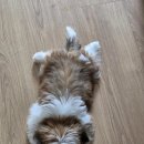 예담떡시루
