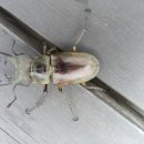 별품은 강 이미지