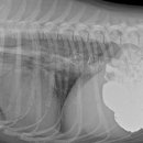 디오 동물병원 이미지