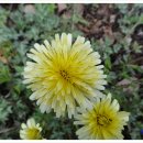 하얀민들레 이미지