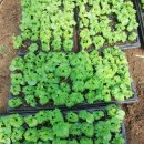 여주-0881 이미지