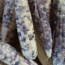 양지농원 이미지