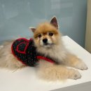 동물의료센터24인치 이미지