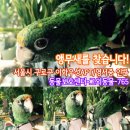 앵무새를 찾습니다! 서울시 구로구 이화우성아파트/영서중학교 인근 이미지