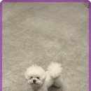 소중하개 | 감동받은 서비스 강아지호텔 소중하개 이용 후기