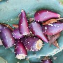 가을의 노래 이미지