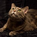 사바나동물병원 이미지