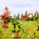 Good Forest 이미지