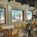 계리입구 소나무 숲 | 속초 뷰 좋은 카페 | 소나무숲 데이트하기좋은 솔담