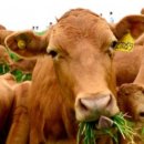 낭만목장 이미지