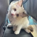 파주고양이미용 반하나캣 이미지