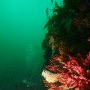 매물도리조트 이미지