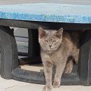 쌍둥이 농장 이미지