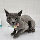 언제나고양이 이미지