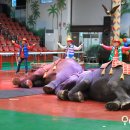 점보빌리지 이미지