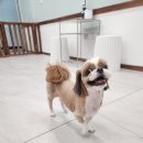 까까오 dog 이미지