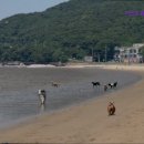 플레이독(애견유치원&호텔) | [김포 호텔/가격/후기] 어스독 애견유치원 &amp; 애견호텔 김포 호텔 어스독, 다양한 프로그램과 친절함이 강점