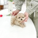 멍스타 김포강아지 분양 | [일산/분양샵] 멍스타 김포강아지분양 초보 집사도 안심할 수 있는 친절한 상담