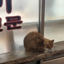 우도흑돼지 | 제주도 ㅣ 우도근고기 제주도 또갈 흑돼지 맛집 자만추 후기