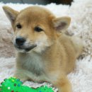 이누아이 이미지