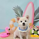 뽀독뽀DOG 이미지