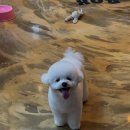 관저남로 네이버블로그