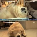 뚱냥이네 이미지