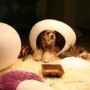 예쁜강아지 이미지