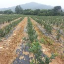 용궁농장 이미지