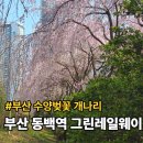 팔도자동차정비 | 부산 동백역 그린레일웨이 수양벚꽃 개나리 실시간 개화 가는법