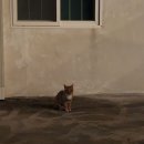 잠비스테이 이미지