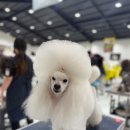 크러쉬 푸들 이미지