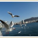 부산갈매기 이미지