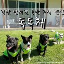 카카오독 | 경남 창녕 애견동반 독채 펜션 독독채 4인 4견 방문 후기