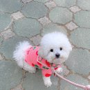 체리세라 이미지