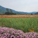 하동 북천 꽃양귀비와 플라이웨이 케이블카, 금오산 하늘길... 이미지