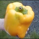 엄청큰