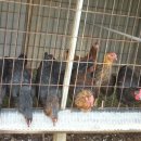 효제농장 이미지