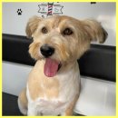 웨그(Wag) | 고양애견미용 고양 웨그, '반려견 출장 목욕 서비스'의 참신함을 만끽했어요