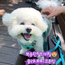 퍼피얌 그루밍 | 🐶비숑 견주 필수템, 플러쉬퍼피 프로틴 코튼밤 사용후기✨(#내돈내산,#구매인증)