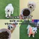 하남2지구·수완지구 강아지유치원 추천✨ 멍스윗홈 정착 후기