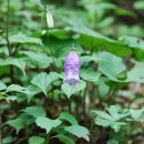 초롱꽃공원 이미지